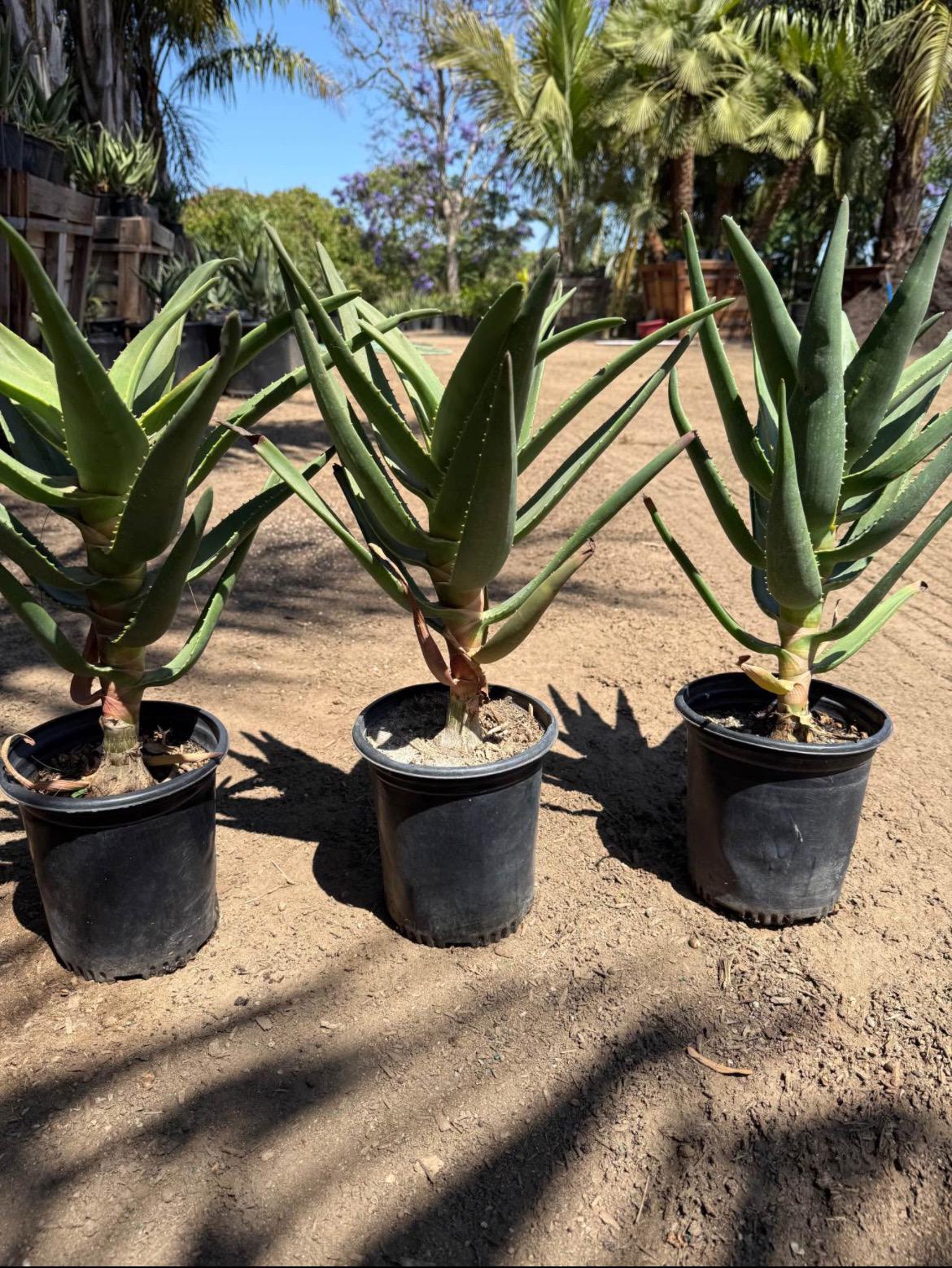 Live 'Hercules' Aloe : The Quintessential Tree Aloe - Cactology