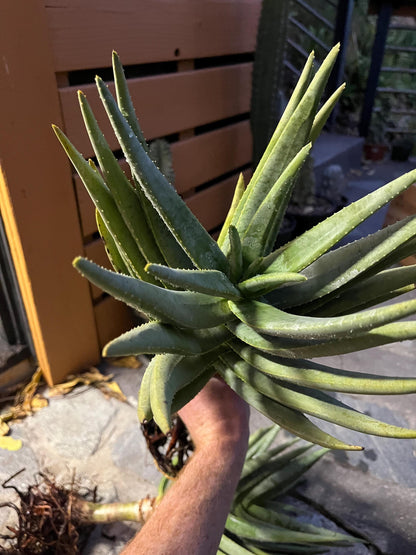 Mature Aloe Dichotoma - Drought Tolerant Tree Aloe 16-18” Tall - Cactology