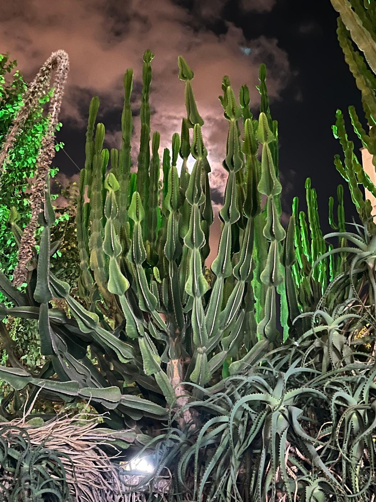 Euphorbia Cooperi Cuttings and Rooted Plants - Cactology