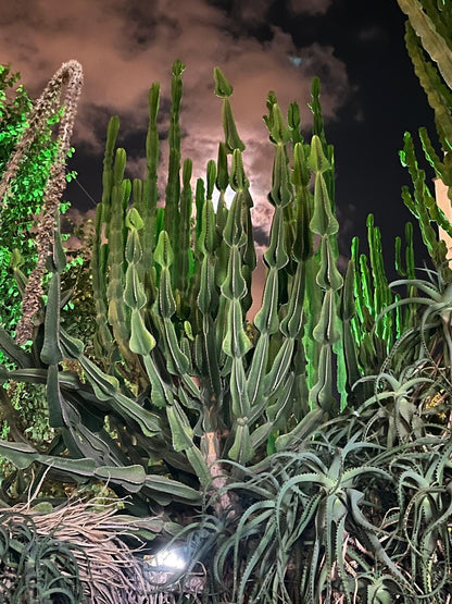 Euphorbia Cooperi Cuttings and Rooted Plants - Cactology