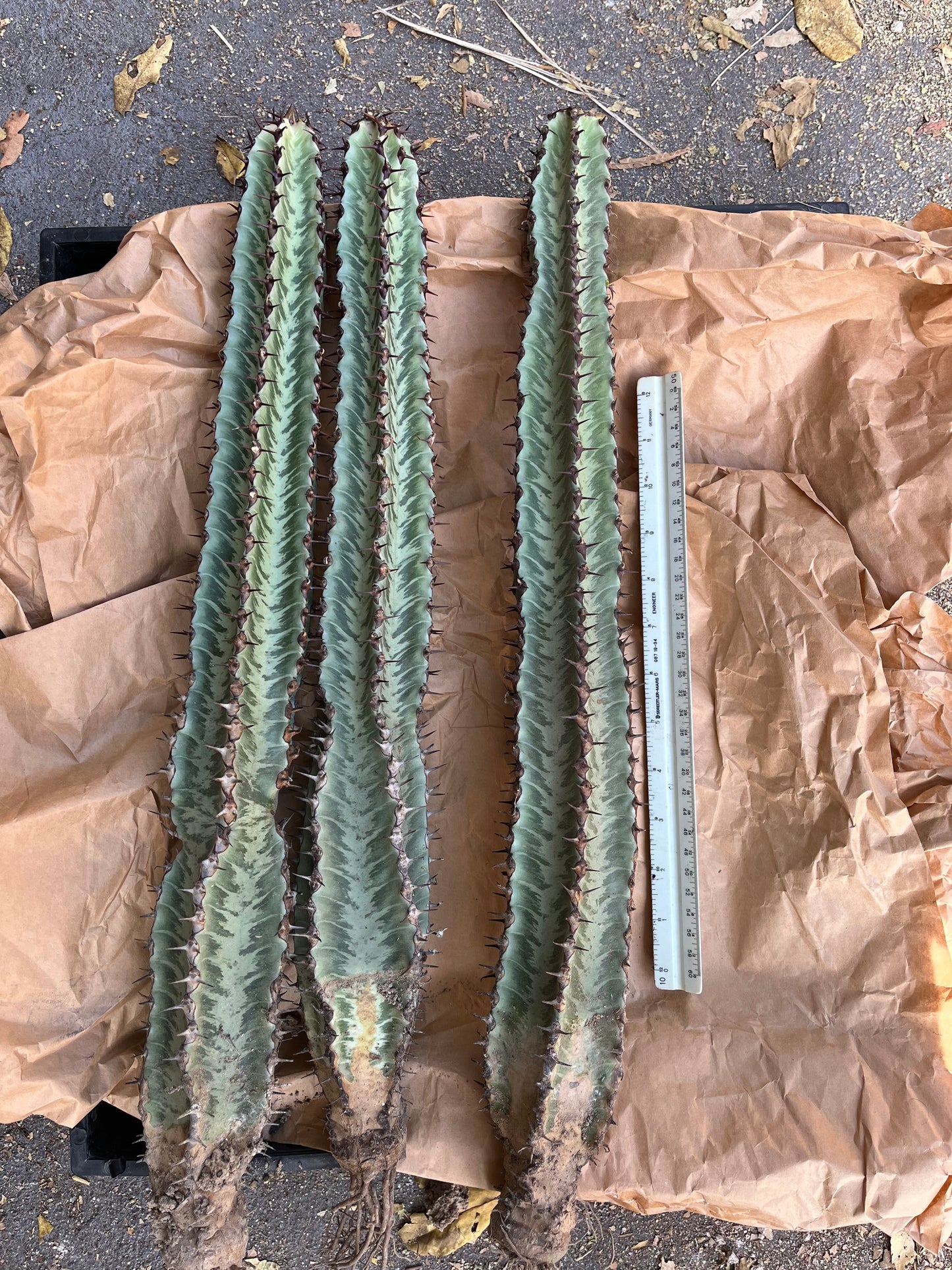 Enchanting Zebra Cactus - Euphorbia confinalis ssp. rhodesia