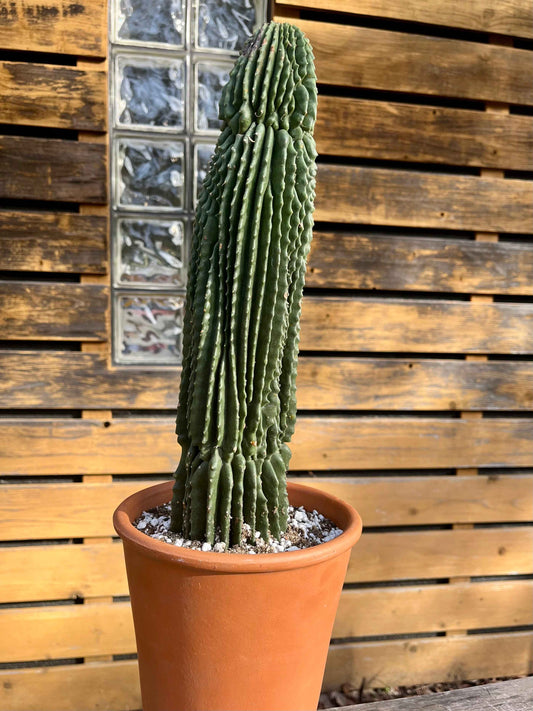 Neobuxbaumia polylopha Inermis | Spineless Golden Saguaro | Holy Grail Collector Cactus | Rare Mutated Plant