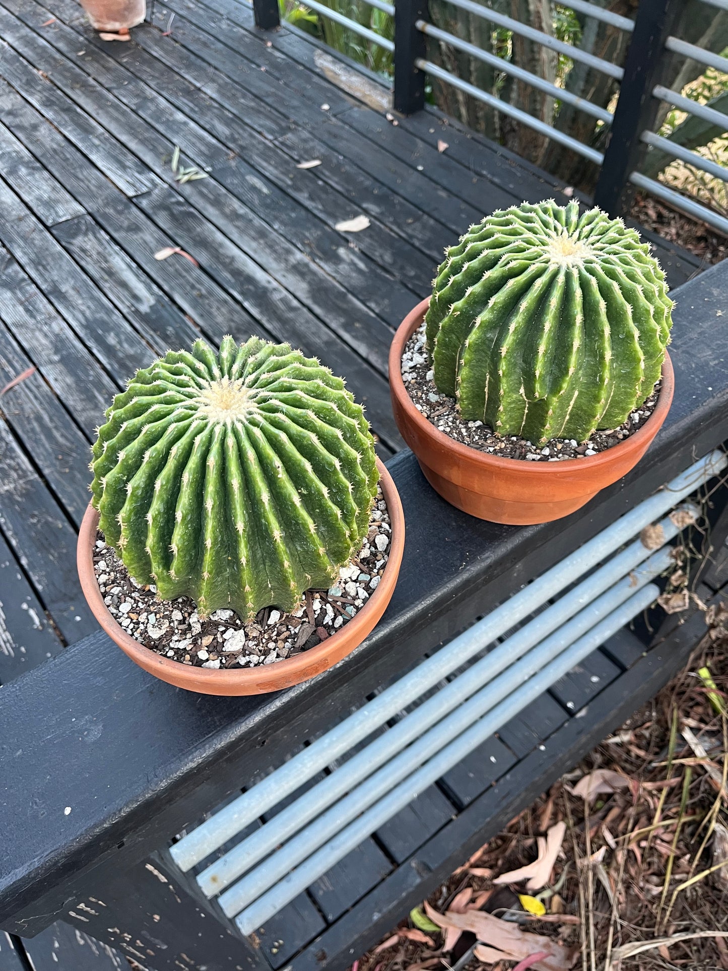 Spineless Golden Barrel Cactus | Echinocactus grusonii var. subinermis | Architectural Plant