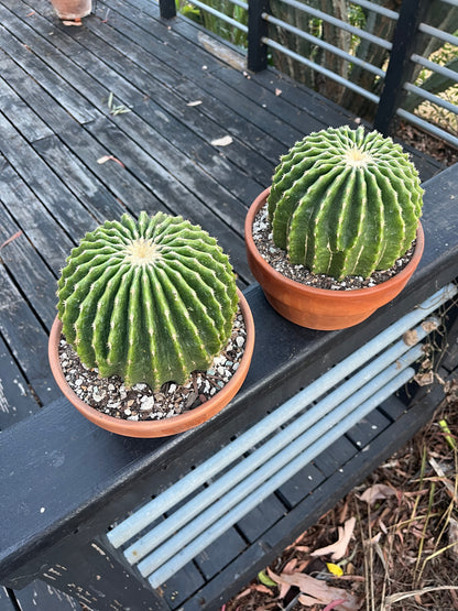 Spineless Golden Barrel Cactus | Echinocactus grusonii var. subinermis | Architectural Plant
