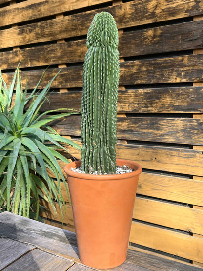 Neobuxbaumia polylopha Inermis | Spineless Golden Saguaro | Holy Grail Collector Cactus | Rare Mutated Plant