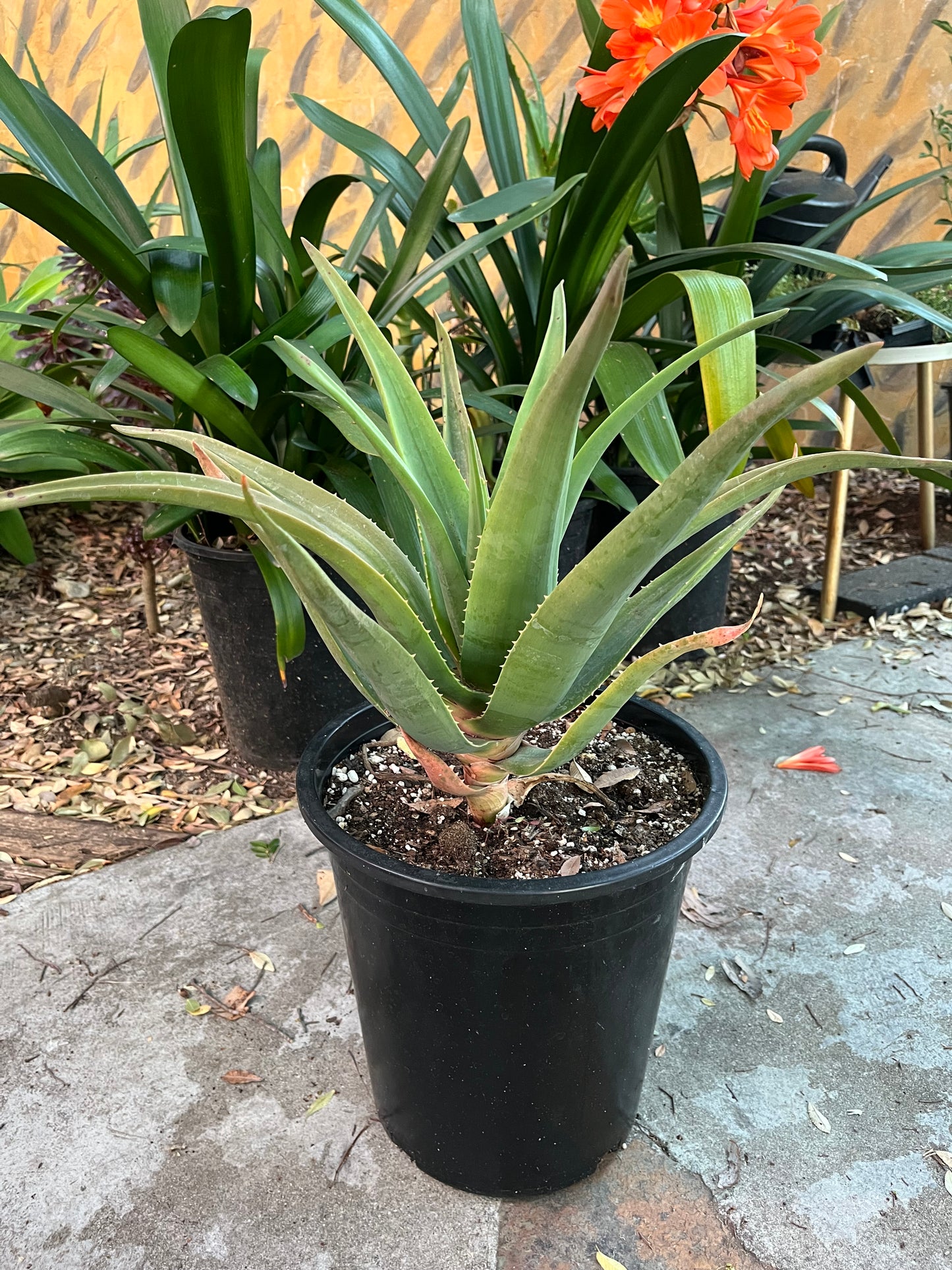 Live 'Hercules' Aloe : The Quintessential Tree Aloe