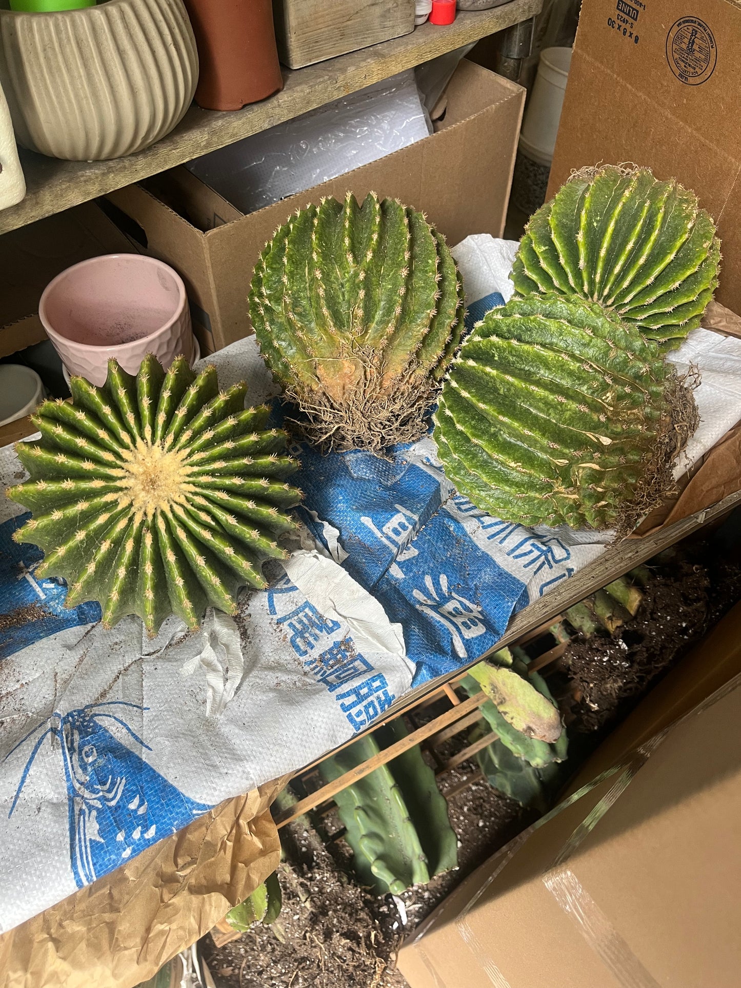 Spineless Golden Barrel Cactus | Echinocactus grusonii var. subinermis | Architectural Plant