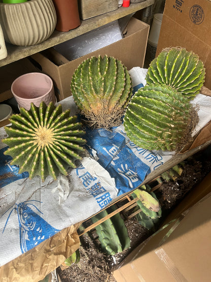 Spineless Golden Barrel Cactus | Echinocactus grusonii var. subinermis | Architectural Plant