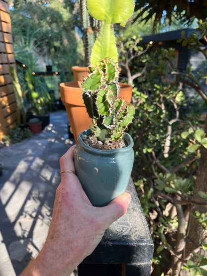 Branching Euphorbia graniticola — Mature Rare Caudex-forming Succulent