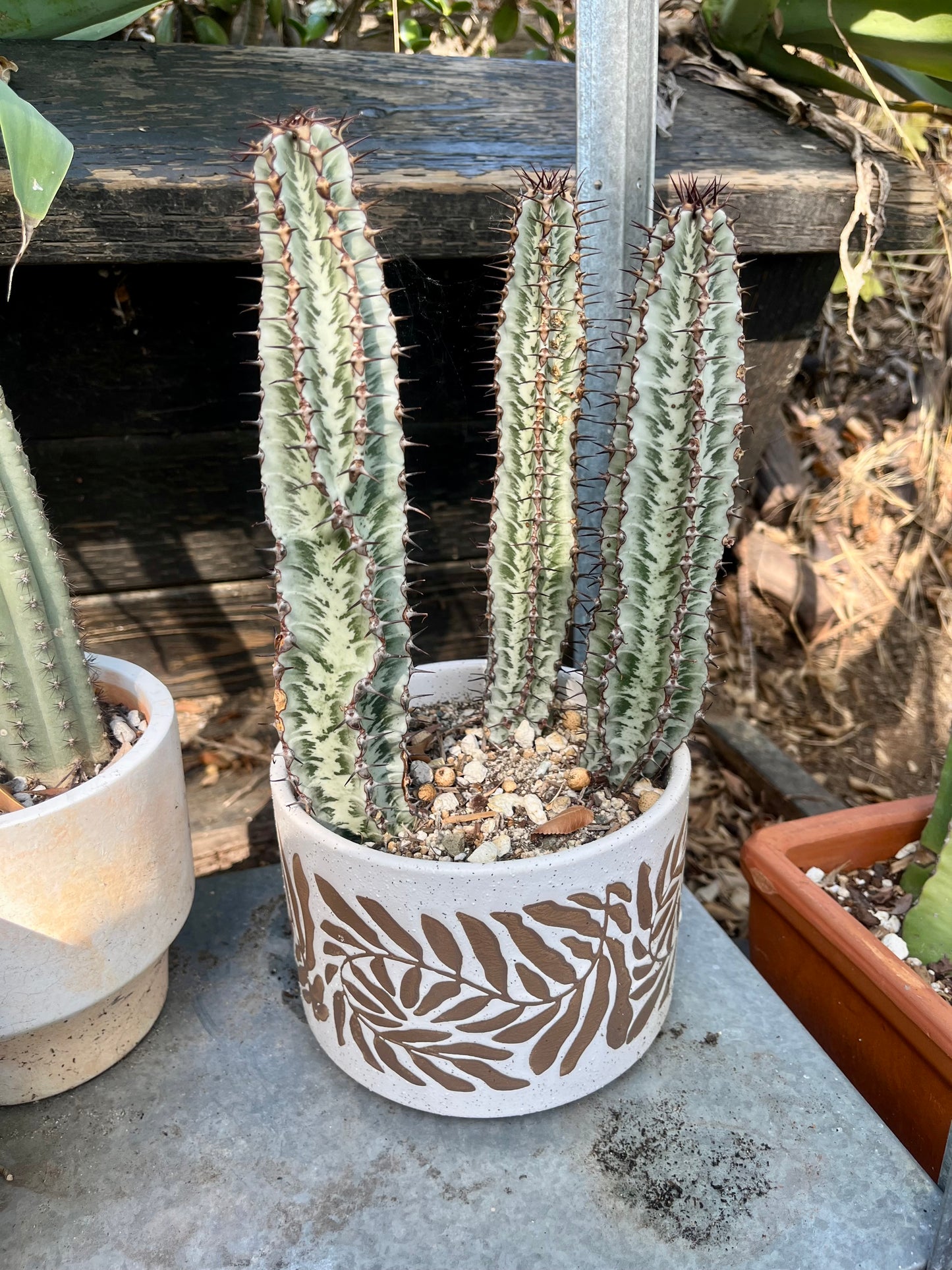 Enchanting Zebra Cactus - Euphorbia confinalis ssp. rhodesia