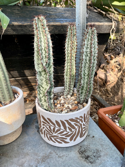 Enchanting Zebra Cactus - Euphorbia confinalis ssp. rhodesia