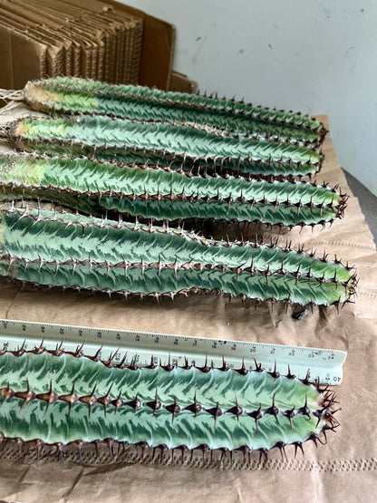 Enchanting Zebra Cactus - Euphorbia confinalis ssp. rhodesia