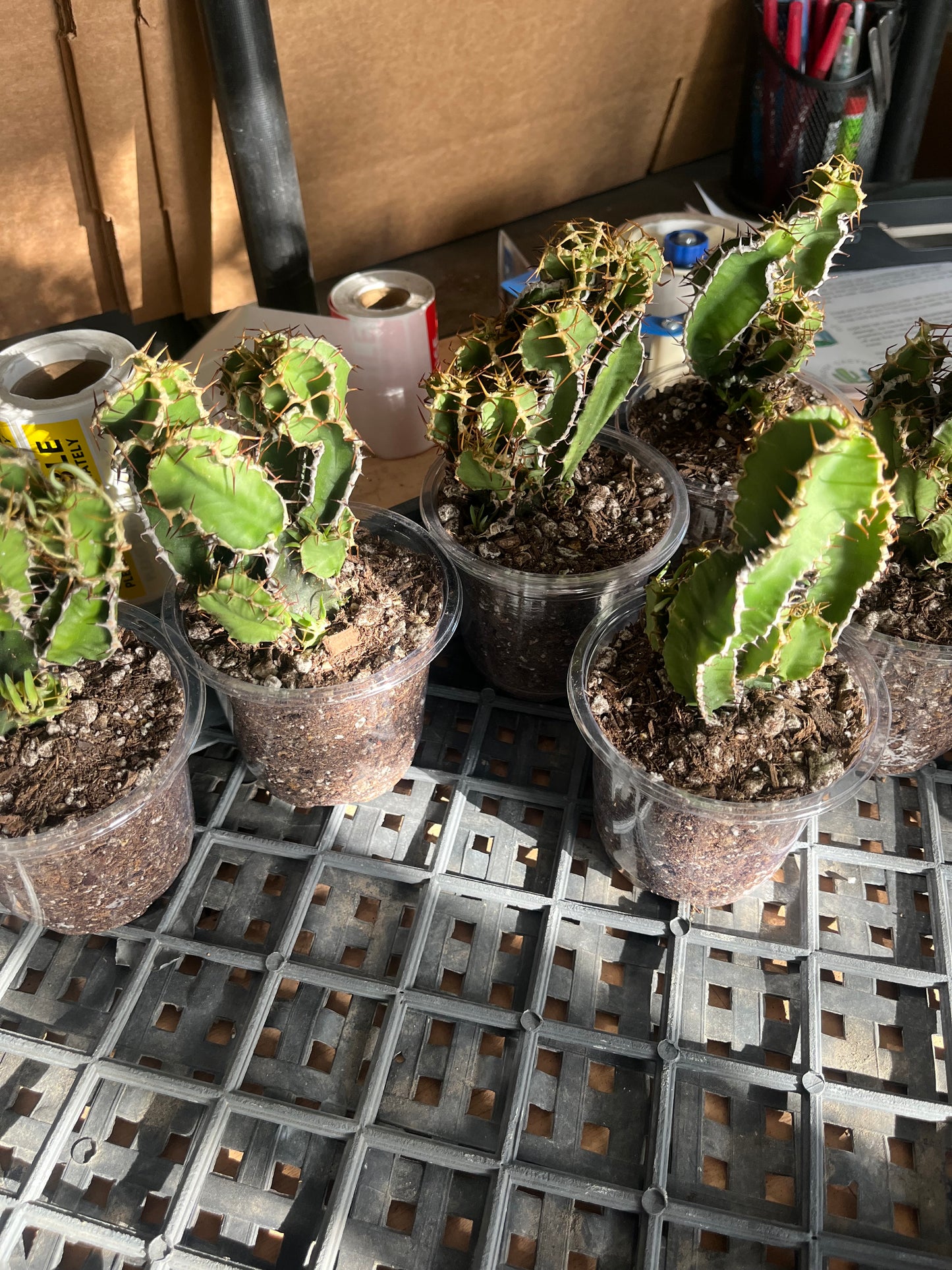 Branching Euphorbia graniticola — Mature Rare Caudex-forming Succulent