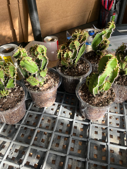 Branching Euphorbia graniticola — Mature Rare Caudex-forming Succulent