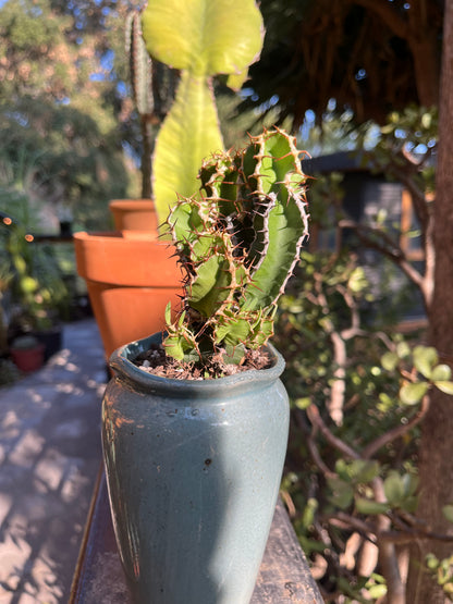 Branching Euphorbia graniticola — Mature Rare Caudex-forming Succulent