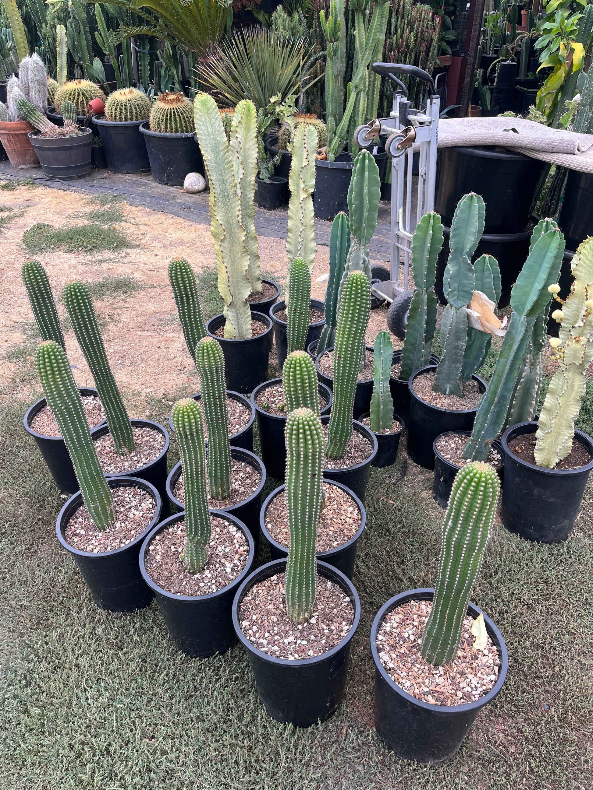 Indian Comb Cactus Large Single Stem - Trichocereus brevispinulosus | Rare Live Columnar Cactus
