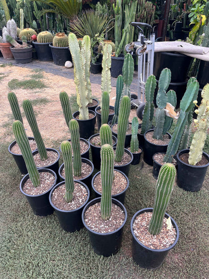 Indian Comb Cactus Large Single Stem - Trichocereus brevispinulosus | Rare Live Columnar Cactus