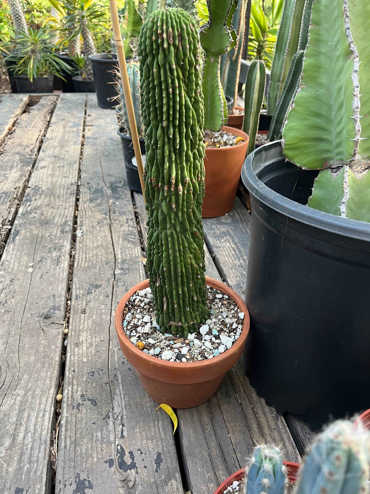 Neobuxbaumia polylopha Inermis | Spineless Golden Saguaro | Holy Grail Collector Cactus | Rare Mutated Plant