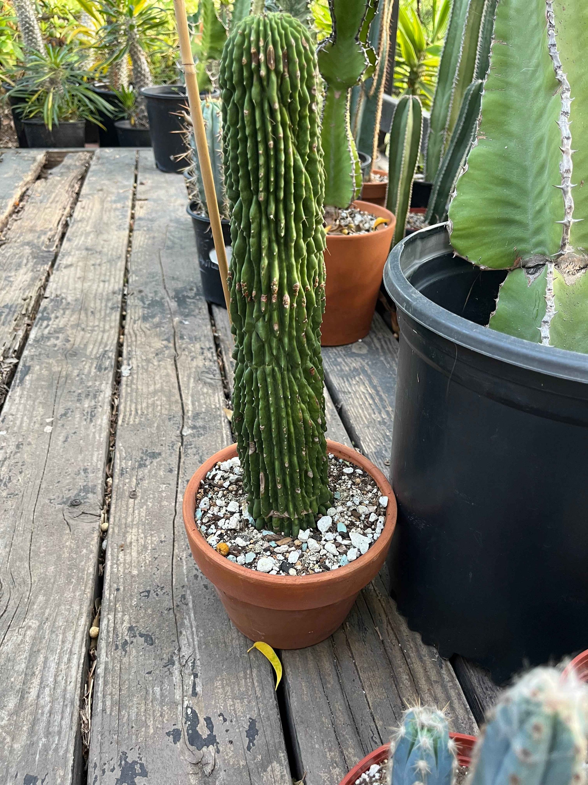 Neobuxbaumia polylopha Inermis | Spineless Golden Saguaro | Holy Grail Collector Cactus | Rare Mutated Plant