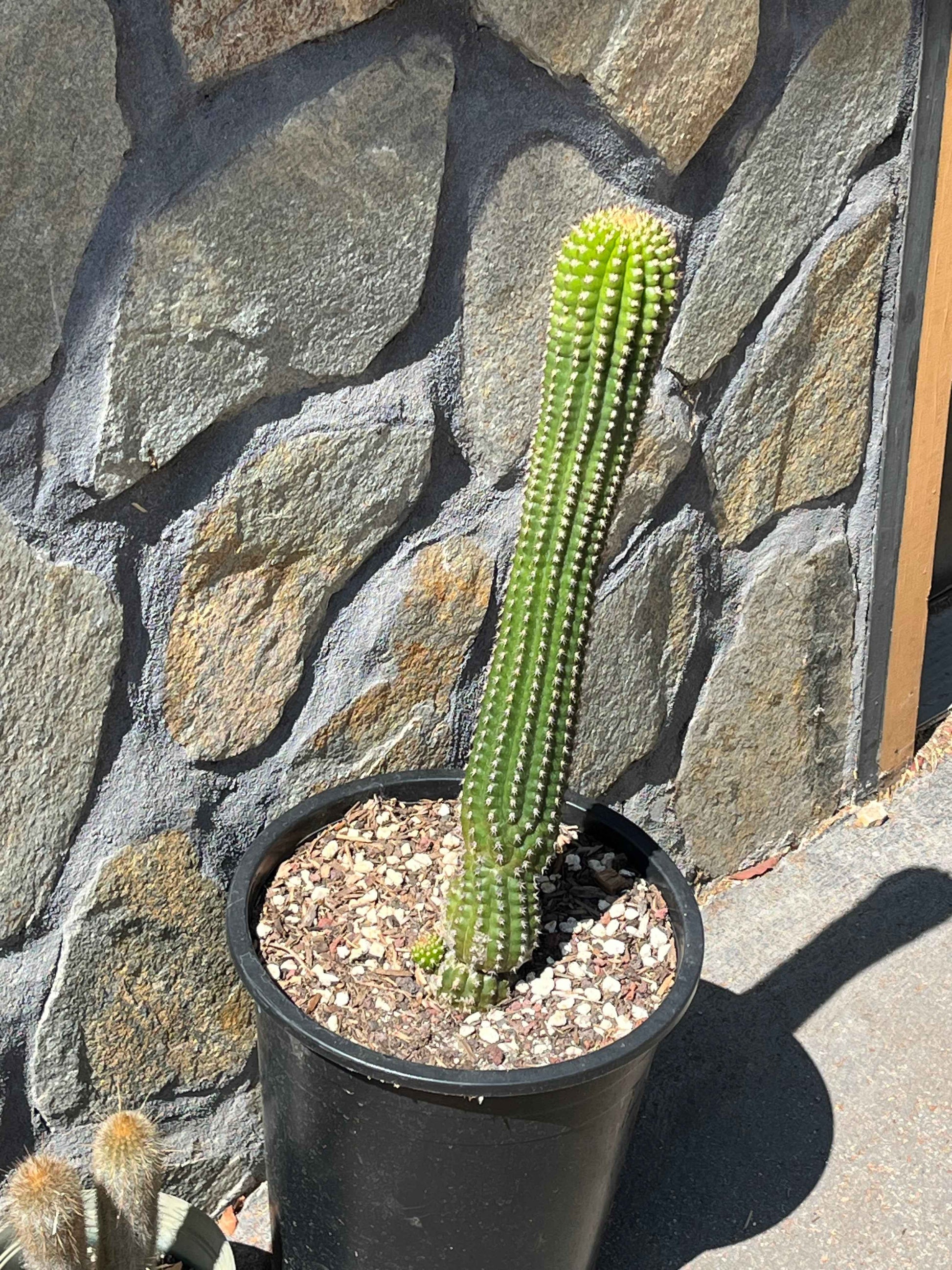 Indian Comb Cactus Large Single Stem - Trichocereus brevispinulosus | Rare Live Columnar Cactus