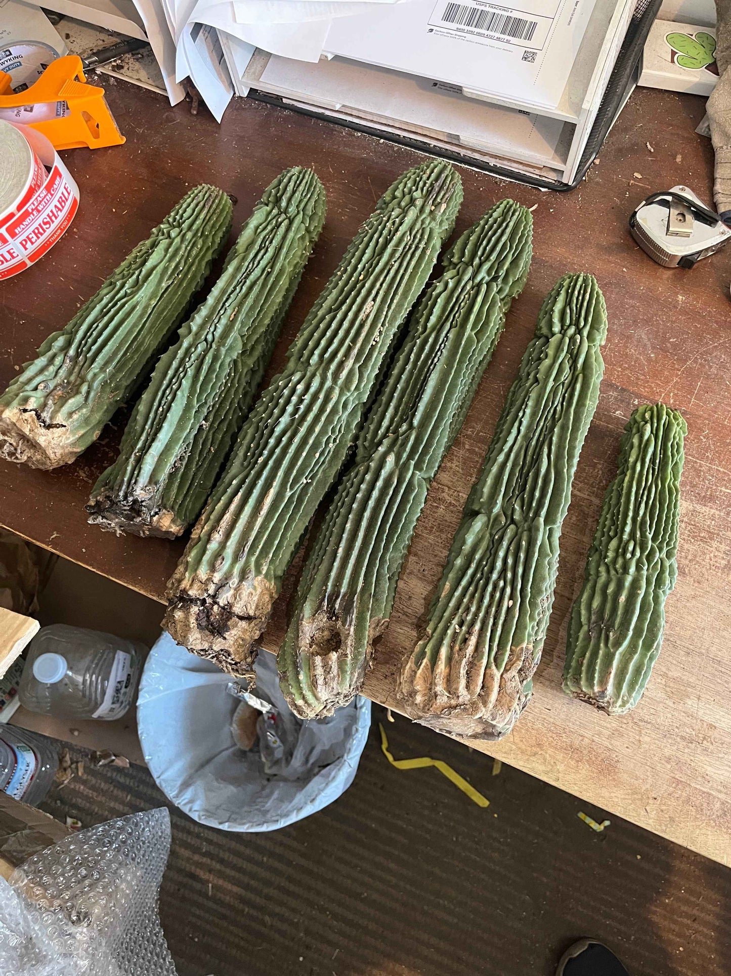 Neobuxbaumia polylopha Inermis | Spineless Golden Saguaro | Holy Grail Collector Cactus | Rare Mutated Plant