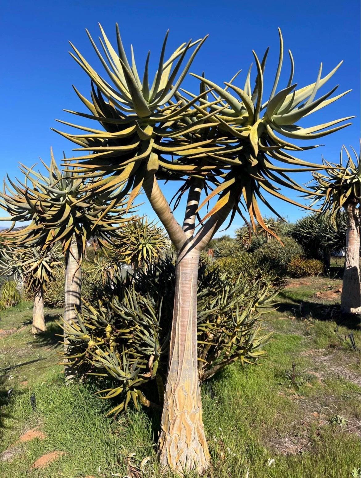 Mature Aloe Dichotoma - Drought Tolerant Tree Aloe 16-18” Tall - Cactology