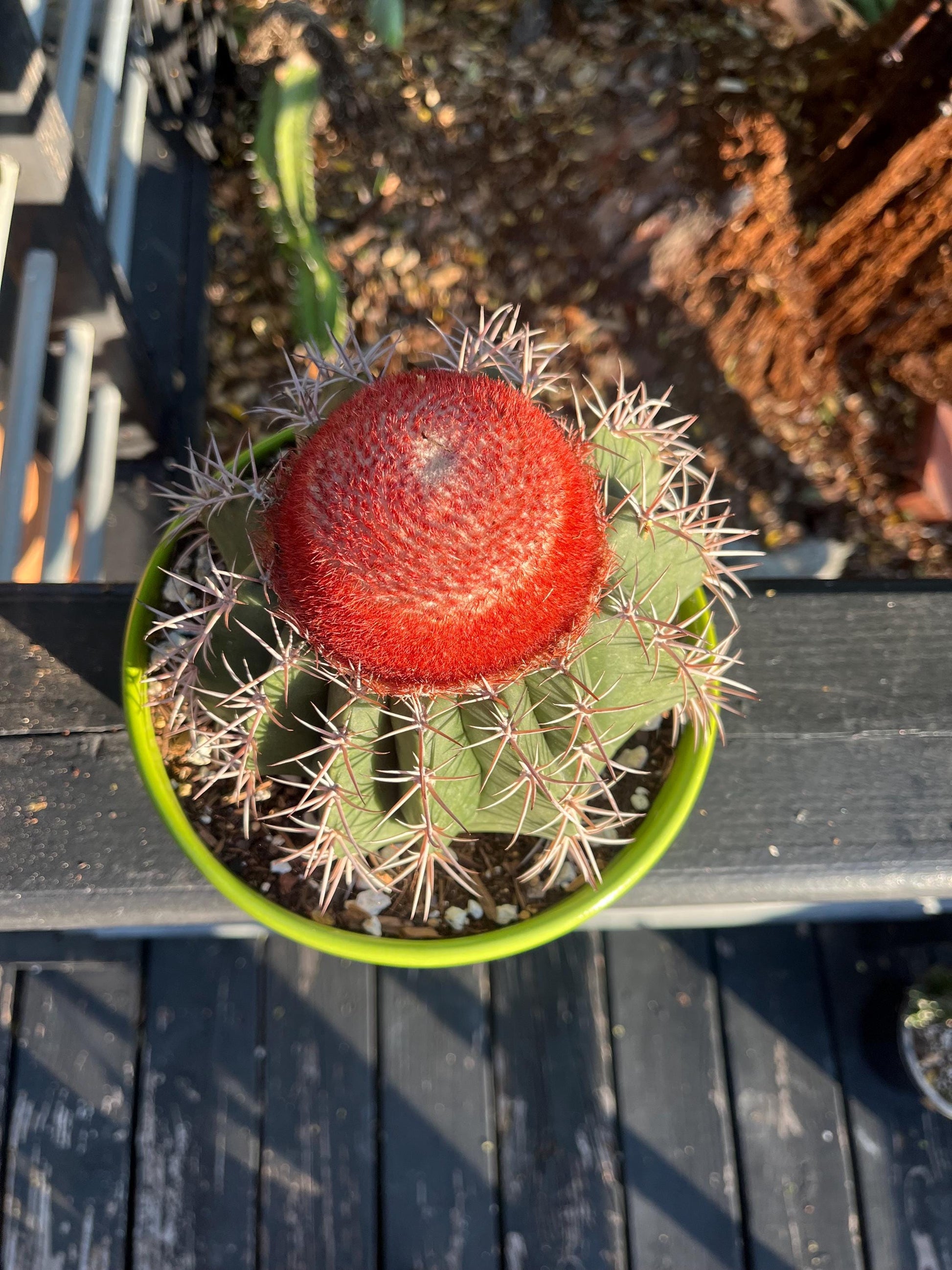 Gargantuan Melocactus matanzanus | Turk’s Cap Cactus with matured Cephalium - Cactology