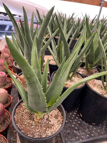 Live 'Hercules' Aloe : The Quintessential Tree Aloe - Cactology