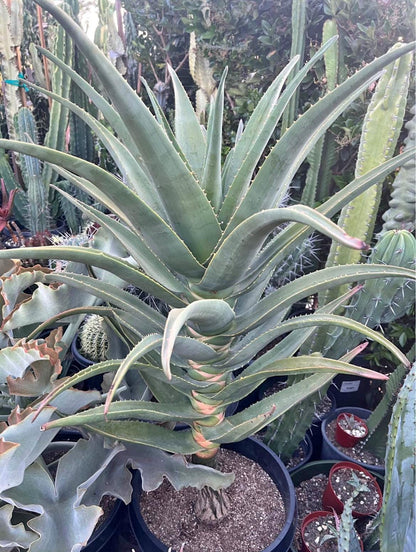 Live 'Hercules' Aloe : The Quintessential Tree Aloe - Cactology