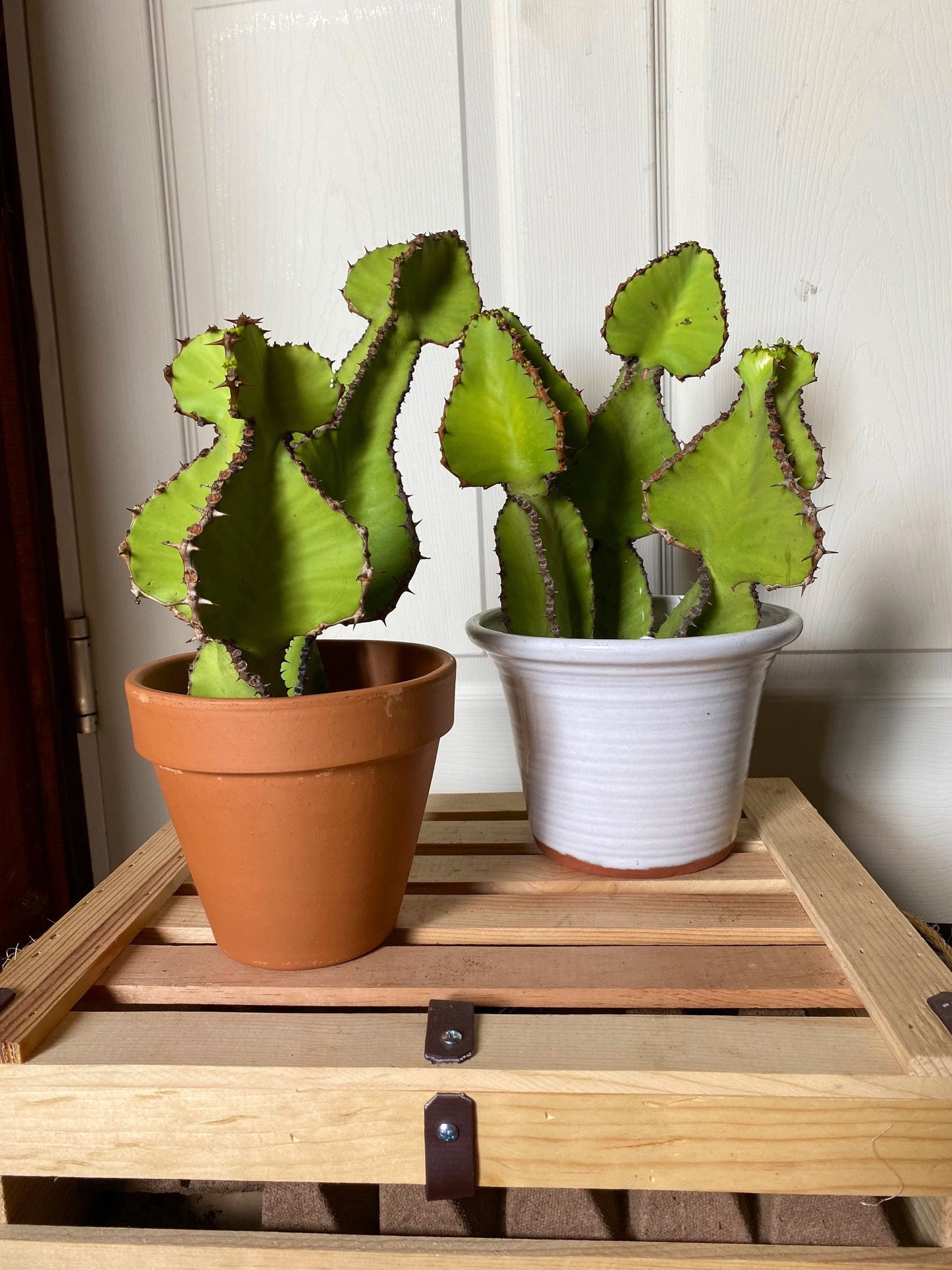 Euphorbia Cooperi Cuttings and Rooted Plants - Cactology