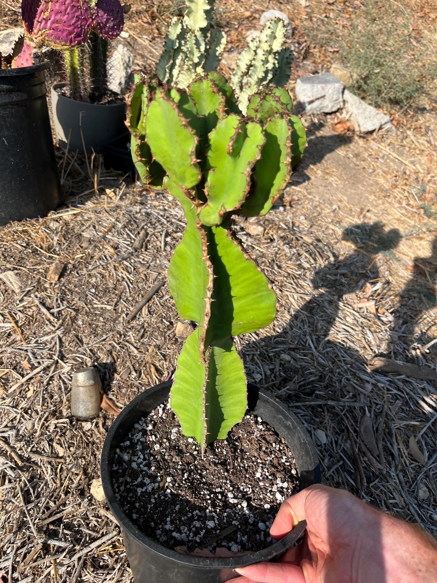 Euphorbia Cooperi Cuttings and Rooted Plants - Cactology