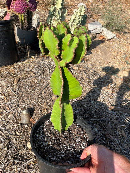 Euphorbia Cooperi Cuttings and Rooted Plants - Cactology