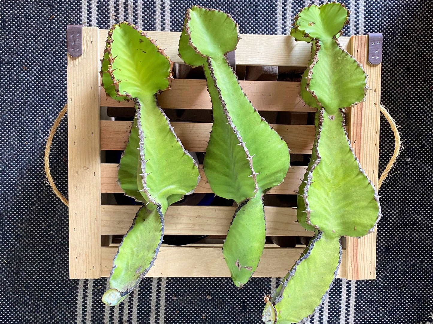 Euphorbia Cooperi Cuttings and Rooted Plants - Cactology