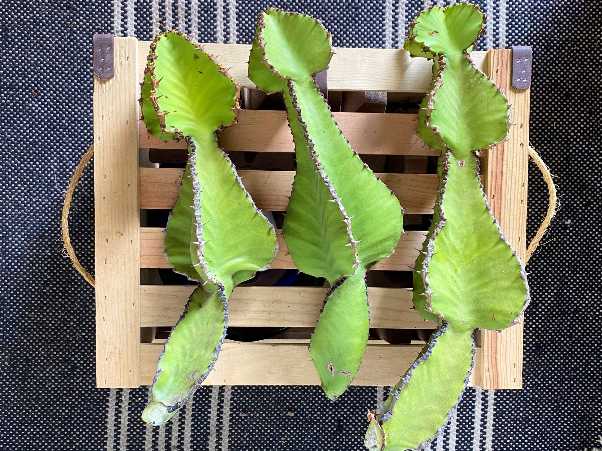 Euphorbia Cooperi Cuttings and Rooted Plants - Cactology