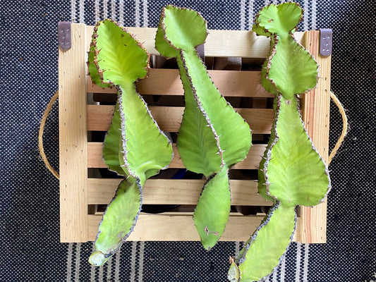 Euphorbia Cooperi Cuttings and Rooted Plants - Cactology