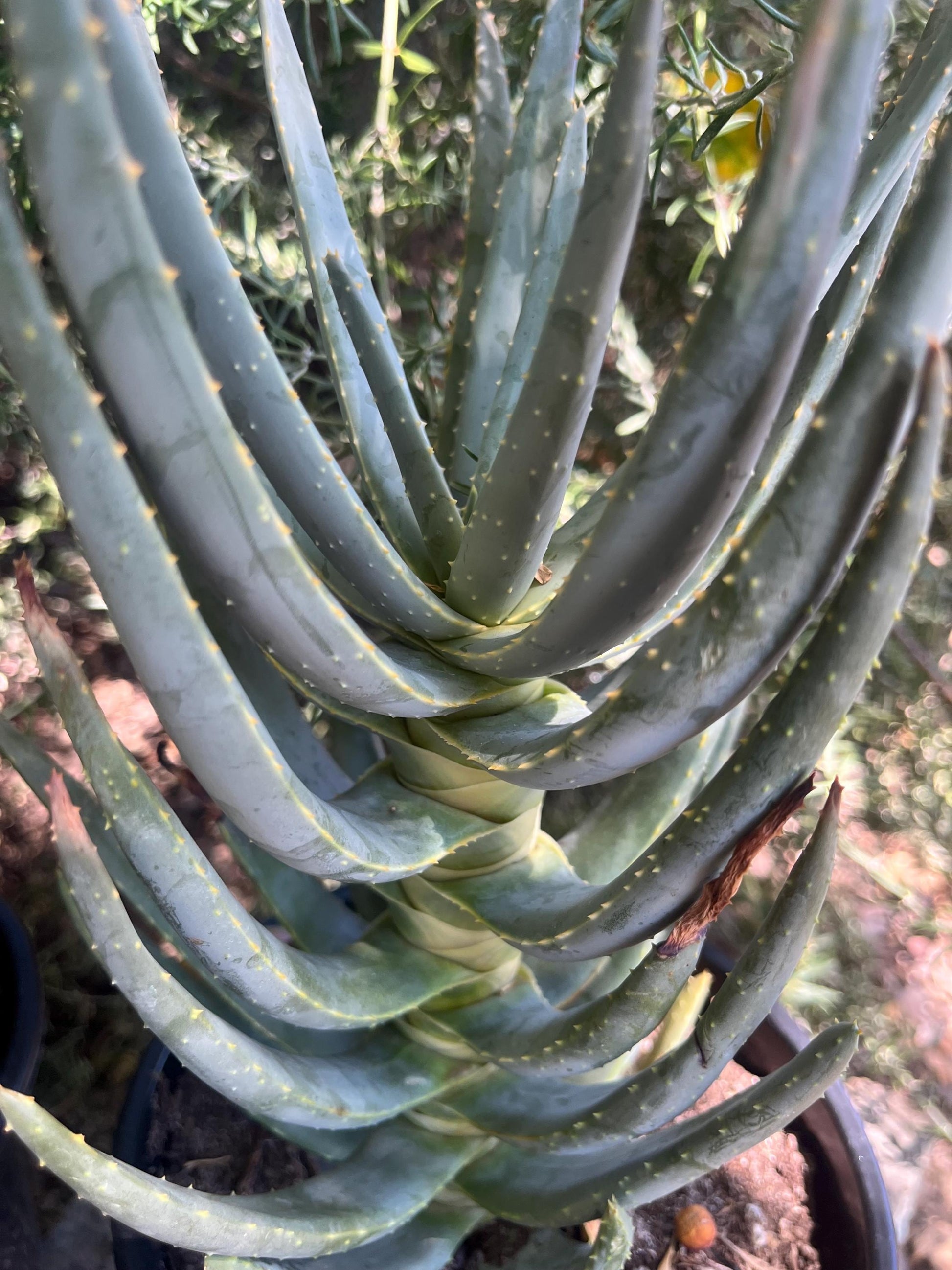 Mature Aloe Dichotoma - Drought Tolerant Tree Aloe 16-18” Tall - Cactology