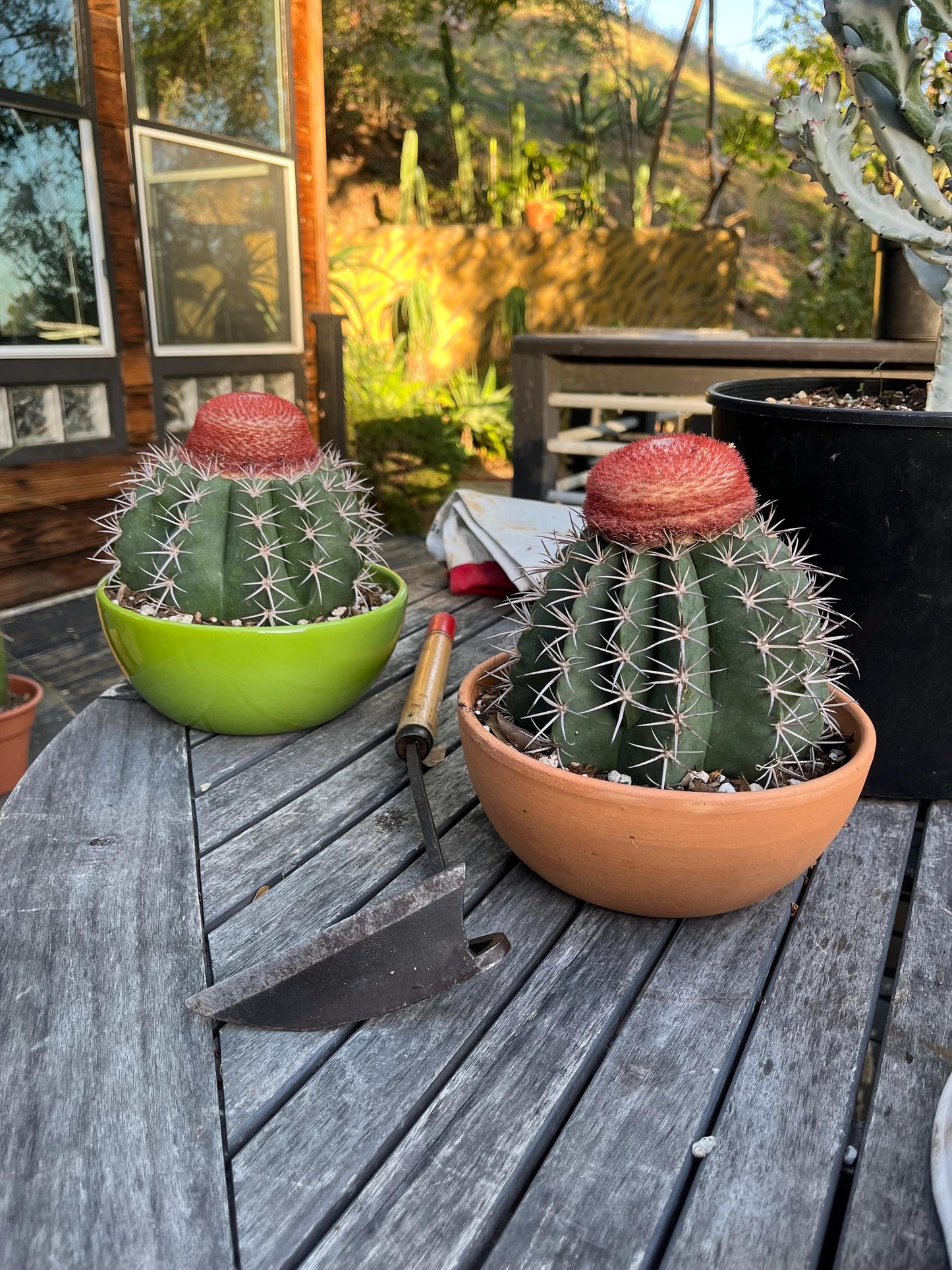 Gargantuan Melocactus matanzanus | Turk’s Cap Cactus with matured Cephalium - Cactology