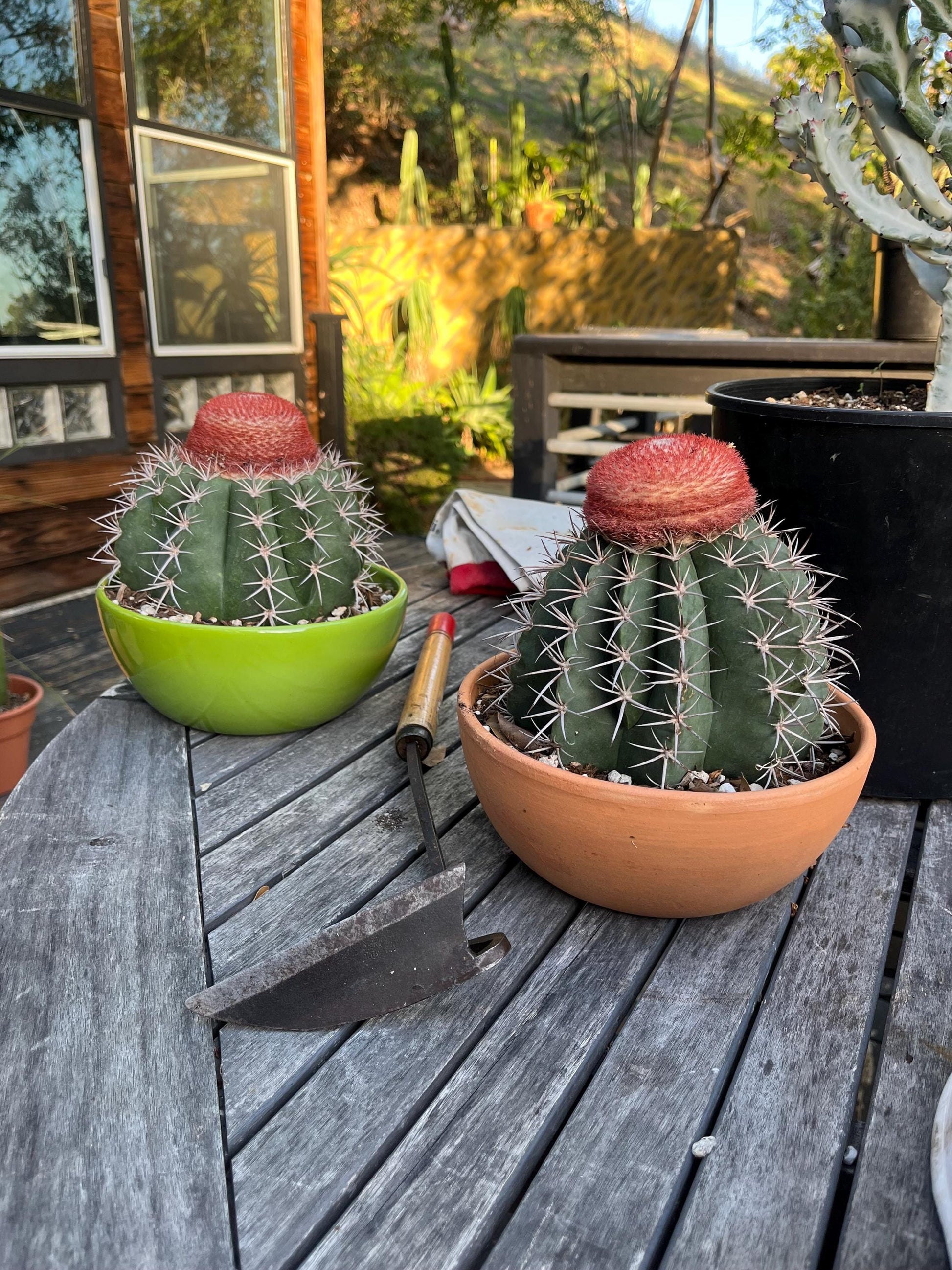 Gargantuan Melocactus matanzanus | Turk’s Cap Cactus with matured Cephalium - Cactology