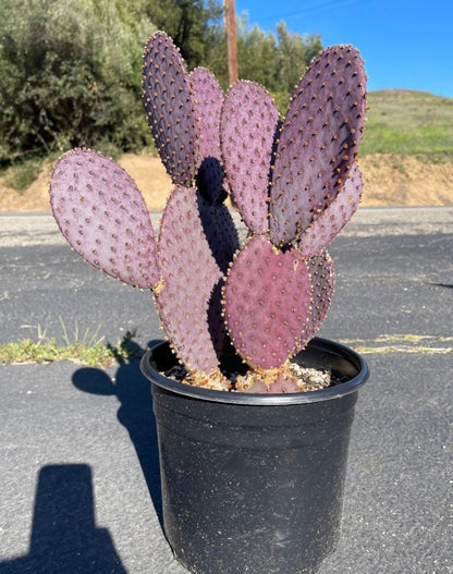 Santa Rita Opuntia or Violet Prickly Pear | Rooted Cactus Clusters & Cuttings