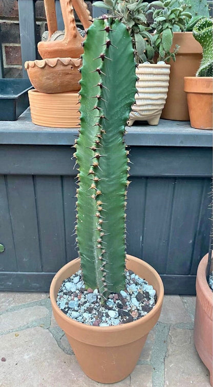 Chocolate Drop Euphorbia Candelabra Tree | Gorgeous Rooted Cactus-like Succulent | houseplant garden DIY Indoor Outdoor