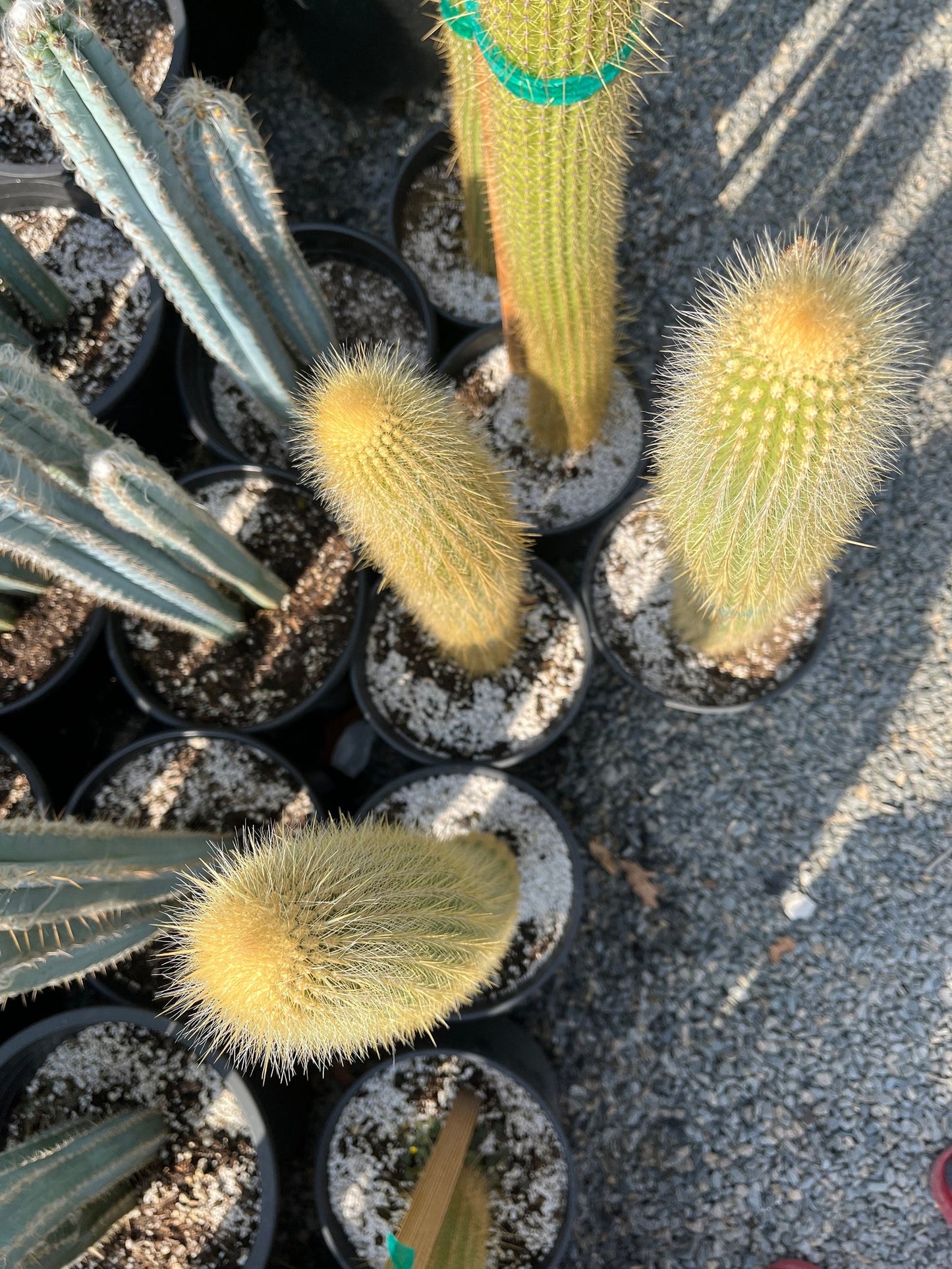 Colossal Golden Torch Cactus - Echinopsis spachiana - Colorful, thick & hearty cacti Gift DIY Garden