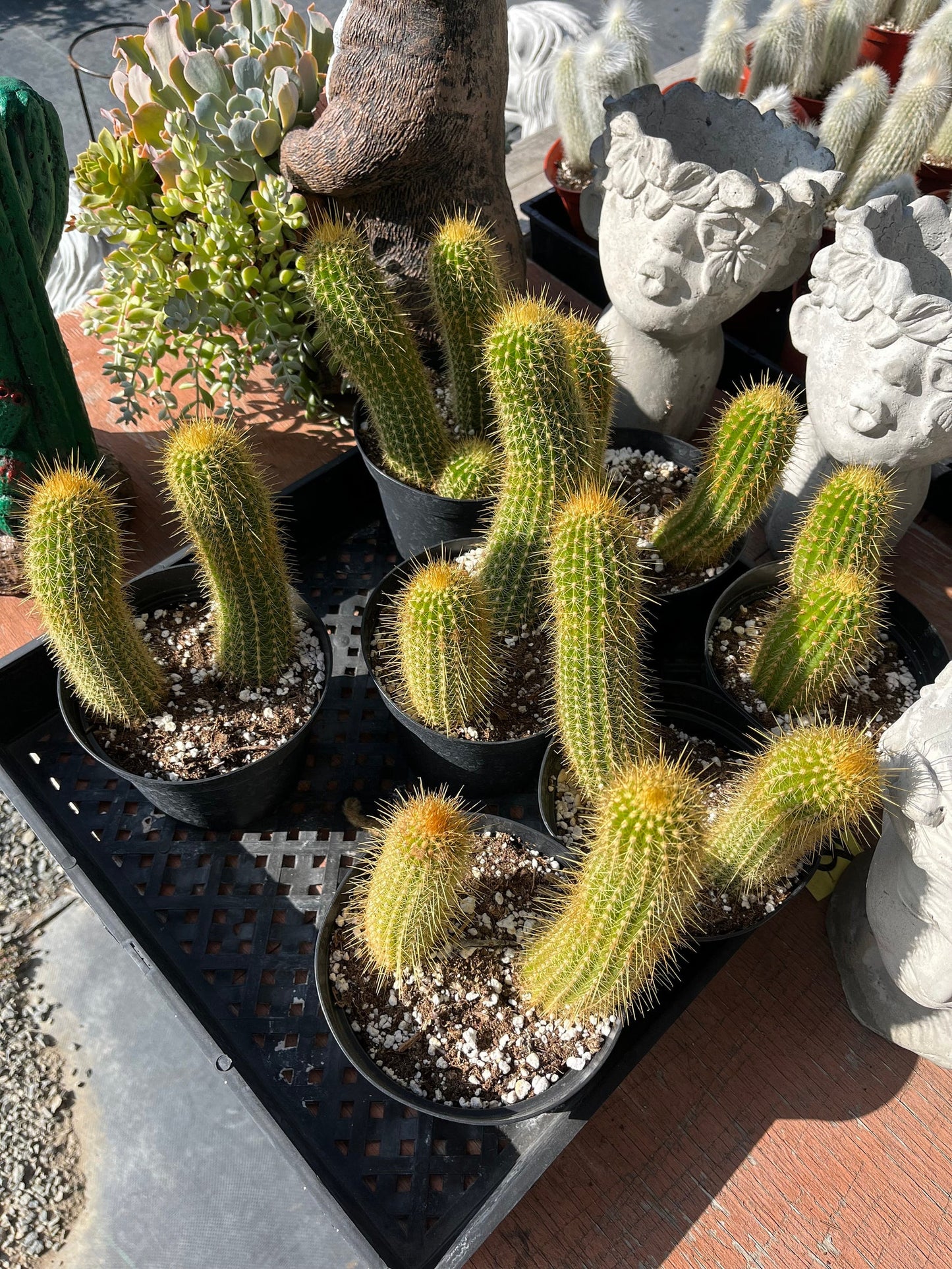 Colossal Golden Torch Cactus - Echinopsis spachiana - Colorful, thick & hearty cacti Gift DIY Garden