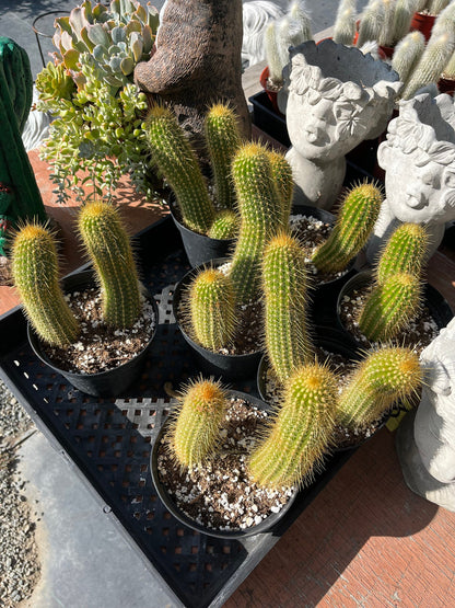 Colossal Golden Torch Cactus - Echinopsis spachiana - Colorful, thick & hearty cacti Gift DIY Garden