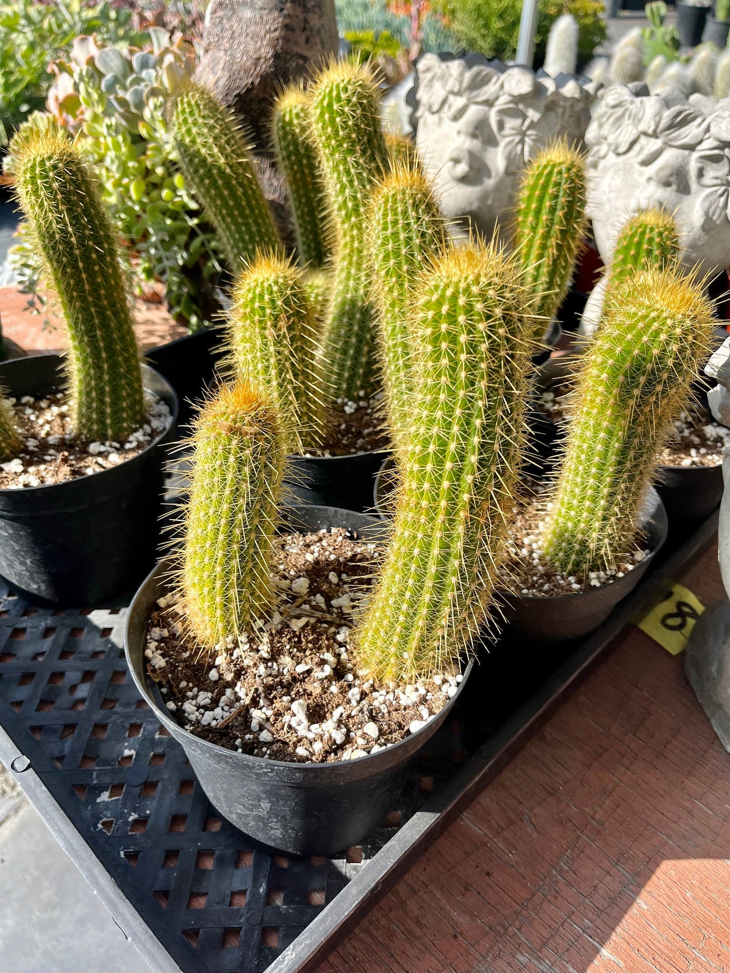 Colossal Golden Torch Cactus - Echinopsis spachiana - Colorful, thick & hearty cacti Gift DIY Garden