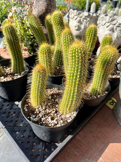 Colossal Golden Torch Cactus - Echinopsis spachiana - Colorful, thick & hearty cacti Gift DIY Garden