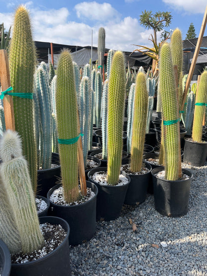 Colossal Golden Torch Cactus - Echinopsis spachiana - Colorful, thick & hearty cacti Gift DIY Garden
