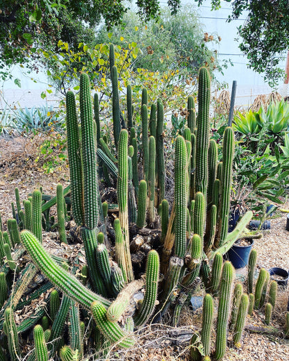 Colossal Golden Torch Cactus - Echinopsis spachiana - Colorful, thick & hearty cacti Gift DIY Garden