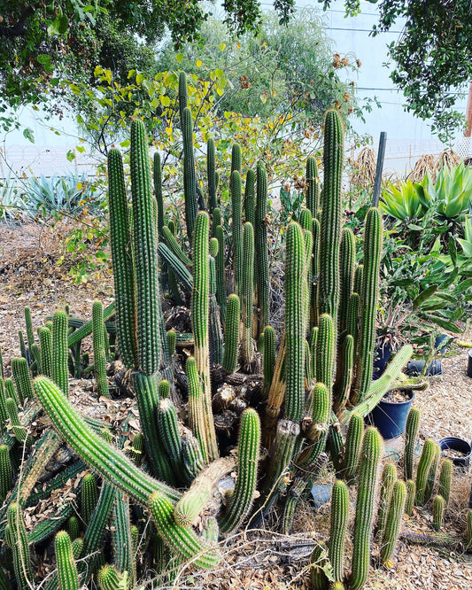 Colossal Golden Torch Cactus - Echinopsis spachiana - Colorful, thick & hearty cacti Gift DIY Garden