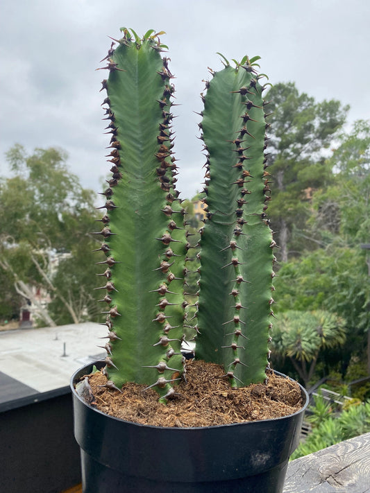 Chocolate Drop Euphorbia Candelabra Tree | Gorgeous Rooted Cactus-like Succulent | houseplant garden DIY Indoor Outdoor