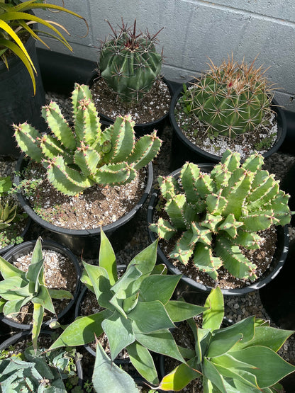 Huge Euphorbia Resinifera | Moroccan Mound/Resin Spurge | large Cactus-like Succulent ground cover | Garden Gift DIY
